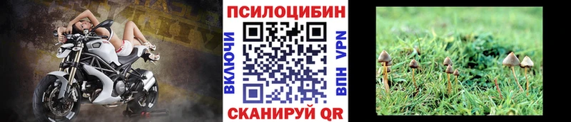 Псилоцибиновые грибы мицелий  где купить наркоту  Изобильный 